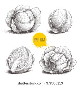 Hand drawn sketch style set of cabbages. Single, with leafs. Organic fresh food vector illustration isolated on white background. 