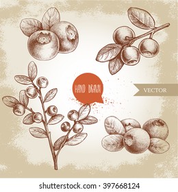 Hand drawn sketch style set of blueberries. Vintage background. Forest berry. Eco food vector illustration.