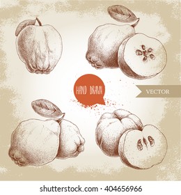 Hand drawn sketch style set of quinces. Apples with leafs, groups and slices. Eco fruit vintage vector illustration.