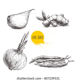 Hand drawn sketch style set illustration of different spices isolated on white background. Garlic clove, ginger root, onion and chili peppers.