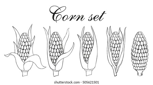 Hand drawn sketch style set of corn vegetable. Corncob with leafs. Organic cereal vector illustration. Sweetcorn food.