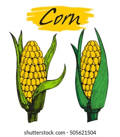 Hand drawn sketch style set of corn vegetable. Color illustrations. Corncob with leafs. Organic cereal vector illustration. Sweetcorn food.
