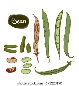 Hand drawn sketch style set of different beans on white background. Colored.