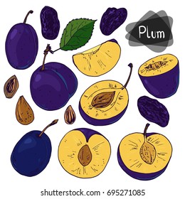 Hand drawn sketch style set of plums on white background. Color illustration.