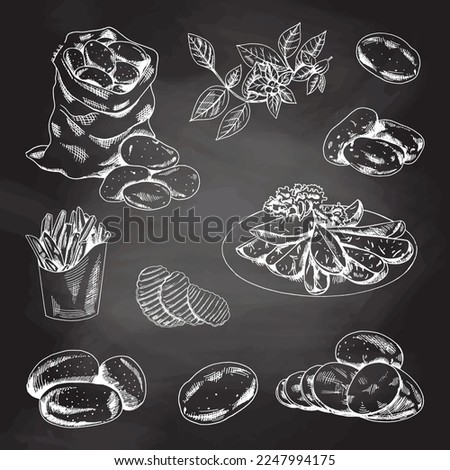 Hand drawn sketch style set illustration of ripe potatoes. White sketch isolated on black chalkboard. Illustration for print, web, mobile and infographics isolated on white background.