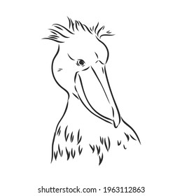 Hand drawn sketch style shoebill. Vector illustration isolated on white background.