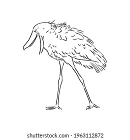Hand drawn sketch style shoebill. Vector illustration isolated on white background.