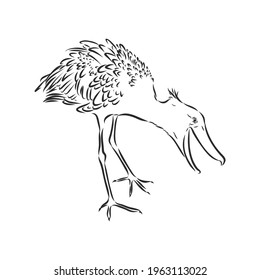 Hand drawn sketch style shoebill. Vector illustration isolated on white background.