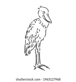 Hand drawn sketch style shoebill. Vector illustration isolated on white background.