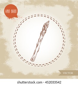 Hand drawn sketch style single asparagus sprout. Eco food vector illustration on vintage background.