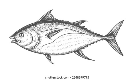 Hand drawn sketch style skipjack tuna. Best for fish markets, fish restaurant designs. Vector illustration isolated on white background.