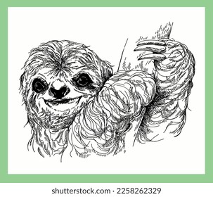 Hand drawn sketch style Sloth isolated on white background. Vector illustration.
