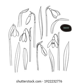 Hand drawn sketch style snowdrops set. Flowers and leaves. Vector illustration.