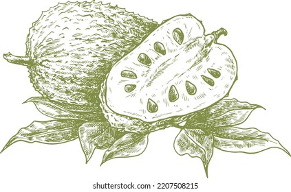 Hand drawn sketch style hand drawn soursop fruit 