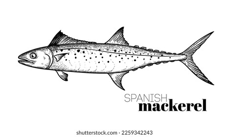 Hand drawn sketch style Spanish Mackerel. Fish restaurant menu element. Best for seafood market designs. Vector illustration.