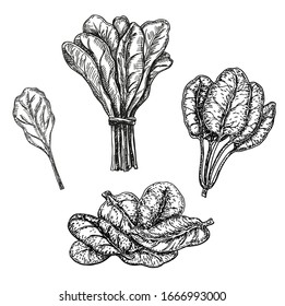 Hand drawn sketch style spinach set. Fresh farm green leaves retro illustrations. Vector artwork isolated on white background. Vegetable engraved style. Detailed botanical drawing. Farm market product