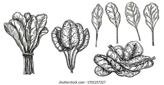 Conjunto de espinacas estilo boceto dibujado a mano. Las Spinach aisladas dibujan sobre fondo blanco.  Ilustración de estilo grabado vegetal. Dibujo botánico detallado. Producto del mercado agrícola