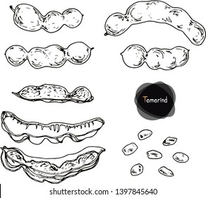 Hand drawn sketch style Tamarind fruit set. Vector illustration. 