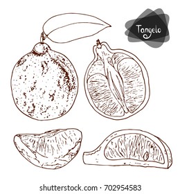 Hand drawn sketch style tangelo set on white background. Vector illustration. 