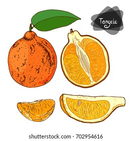 Hand drawn sketch style tangelo set on white background. Color illustration. 