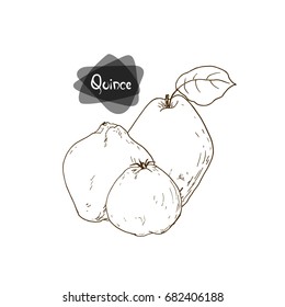 Hand drawn sketch style three quince on white background. Vector illustration. 