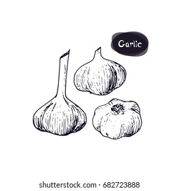 Hand drawn sketch style three of garlic on white background. Vector illustration.