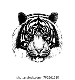 Hand drawn sketch style tiger face. Vector illustration isolated on white background.