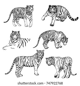 Hand Drawn Sketch Style Tigers Vector Stock Vector (Royalty Free ...