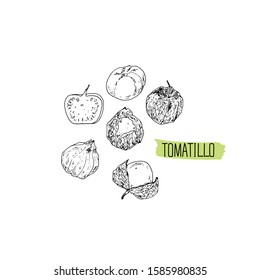 Hand drawn sketch style tomatillo set. Vector illustration. 