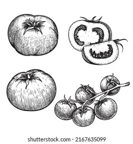 Hand drawn sketch style tomatoes set. Fresh whole and cut tomatoes in retro vintage style. Best for restaurant menu and market designs. Vector illustrations collection.