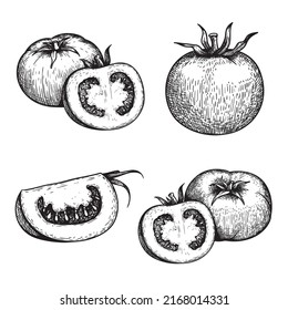 Hand drawn sketch style tomatoes set. Fresh whole and cut tomatoes in retro vintage style. Best for restaurant menu and market designs. Vector illustrations collection.