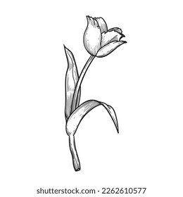 Hand drawn sketch style tulip flower. Black and white pen and ink drawing. Best for invitations, greeting cards. Vector illustration.