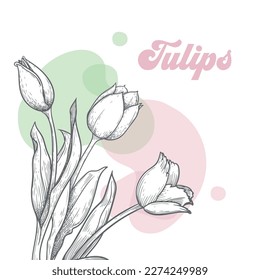 Hand drawn sketch style tulip bouquet. Stylish spring flowers design template. Best for greeting cards, invitations, banners and posters. Vector illustration.