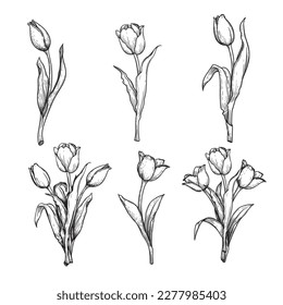 Hand drawn sketch style tulips set. Retro vintage botany drawings. Best for invitations, holiday, spring flowers designs. Vector illustrations collection.