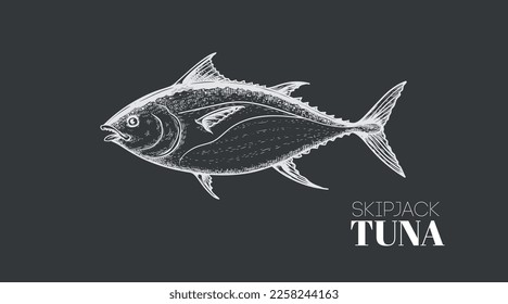 Hand drawn sketch style tuna fish. Seafood design element. Best for menu, market designs and packaging. Vector illustration.