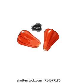 Hand drawn sketch style two syzygiums on white background. Color illustration. 
