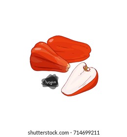 Hand drawn sketch style two syzygiums and half syzygium on white background. Color illustration. 