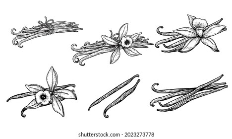 Hand drawn sketch style vanilla set. Vanilla pods and flowers. Best for culinary and aromatherapy, cosmetics designs. Vector illustrations collection.