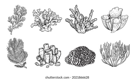 Hand drawn sketch style various corals set. Tropical reef elements. Best for educational and nautical designs. Vector illustrations collection.