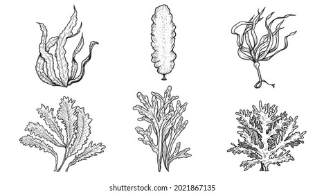 Hand drawn sketch style various seaweed set. Best for educational and marine, nautical designs. vector illustrations collection.