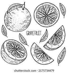 Hand drawn sketch style vector grapefruit set isolated on white background, eco food illustration