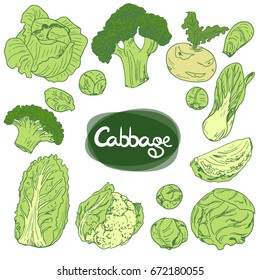 Hand drawn sketch style vegetable cabbages set. White cabbage, kohlrabi, Brussels sprouts, broccoli, cauliflower, Chinese cabbage, leaf cabbage. Color illustration.