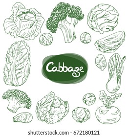 Hand drawn sketch style vegetable cabbages set. White cabbage, kohlrabi, Brussels sprouts, broccoli, cauliflower, Chinese cabbage, leaf cabbage. 