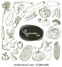 Hand drawn sketch style vegetable set. Cabbage, cucumber, zucchini, pea, beans, pumpkin, onion, pepper, beet, broccoli, carrot, eggplant, tomato, potato, pumpkin, corn, turnip. 