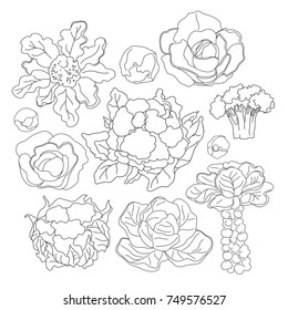 Hand drawn sketch style vegetable cabbages set on white background. 