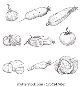 Hand drawn sketch style vegetables set. Garlic, beet, corn, onion, cucumber, tomato, potato, carrot and cabbage. Eco farm fresh products. Vector illustrations.