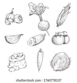 Hand drawn sketch style vegetables set. Garlic, beet, corn, onion, cucumber, tomato, potato, carrot and cabbage. Eco farm fresh products. Vector illustrations.