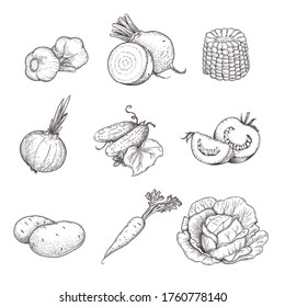 Conjunto de verduras de sketch a mano. Ajo, remolacha, maíz, cebolla, pepino, tomate, papa, zanahoria y col. Productos frescos de la granja ecológica. Ilustraciones vectoriales.