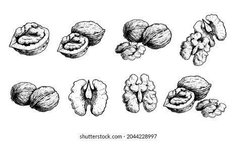 Hand drawn sketch style walnut set. Organic healthy food. Best for package and food design. Nuts vector illustrations isolated on white background.