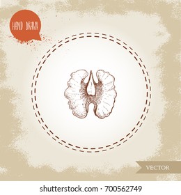 Hand drawn sketch style walnut kernel half. Eco food vector illustration isolated on vintage background. Food component and snack artwork.
